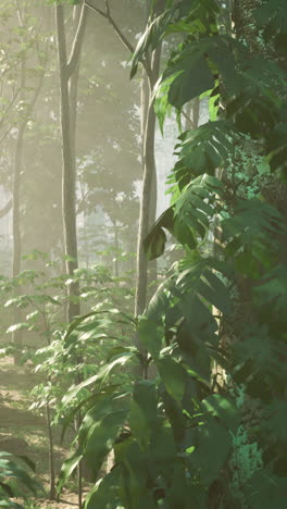 jungle scene with fog and sunlight