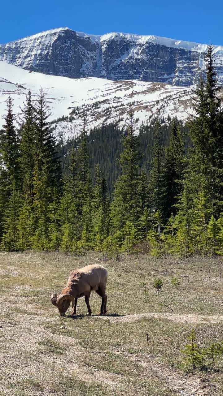 Pecora bighorn che si nutre di vegetazione con montagne innevate e pini nel Parco Nazionale di Jasper, Canada