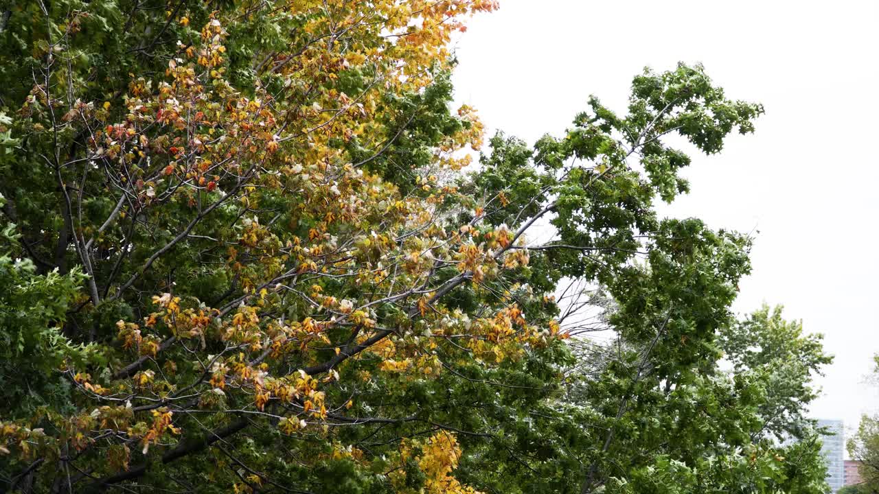 Autumn leaves near Fenway Gardens