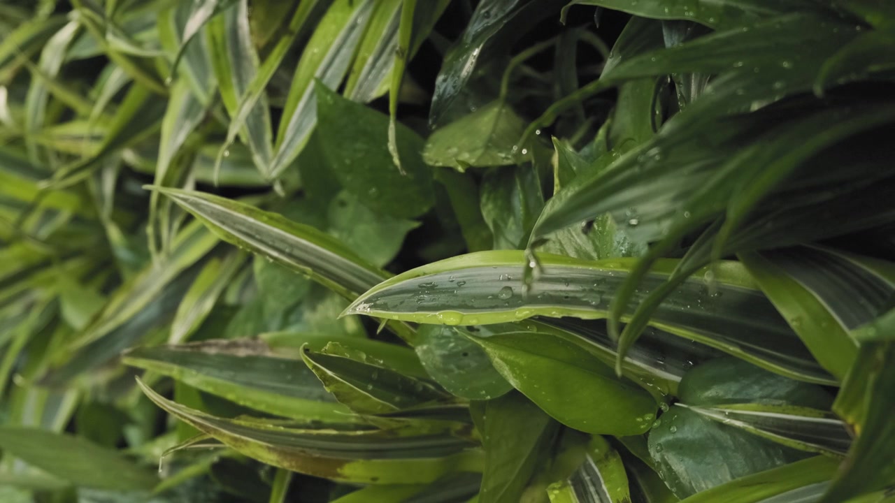 Acqua che gocciola da fiori e piante splendidamente sani e rigogliosi
