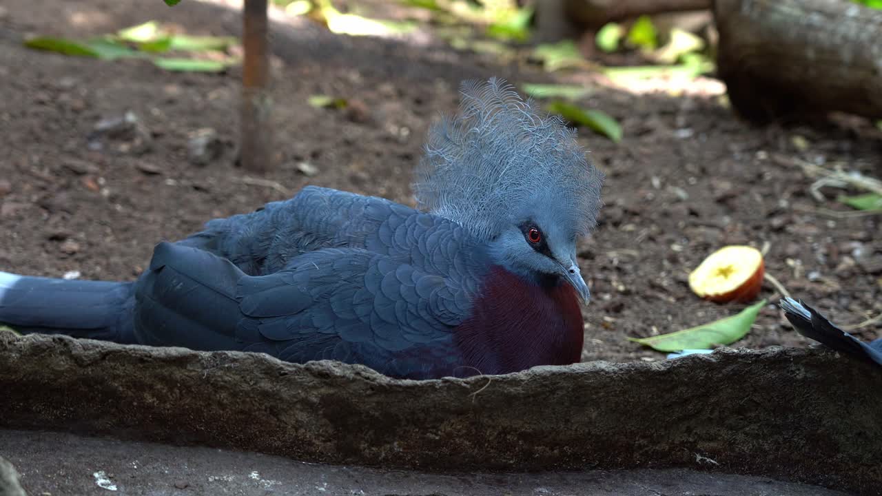 gran paloma coronada descansando en la sombra en la exhibición del zoológico