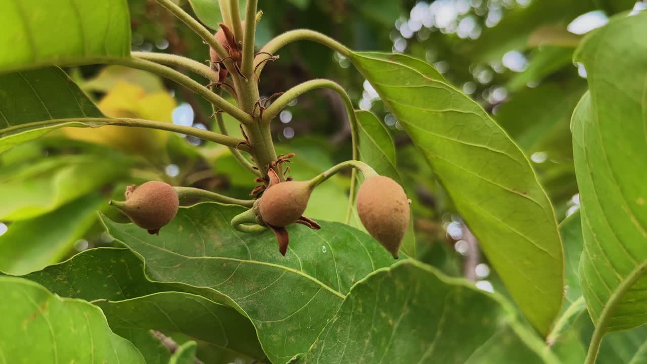 Inquadratura statica di un ramo di albero di mahua con piccoli frutti marrone-verdastri che ondeggiano dolcemente al vento, grandi foglie circostanti in un tranquillo ambiente naturale all'aperto.