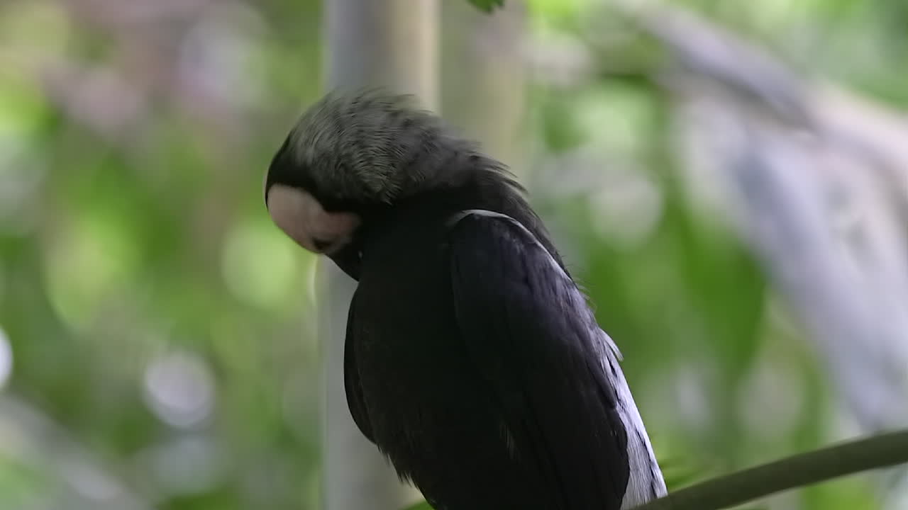 окунь на ветке дерева крупным планом портрет