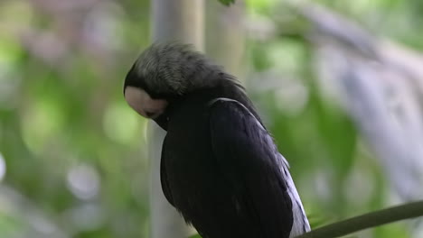 coleto perca en la rama de un árbol cerca de retrato