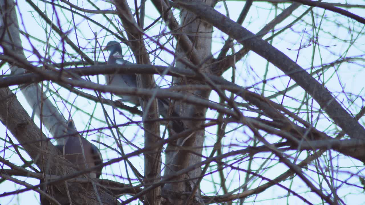 Wild Pigeons mating