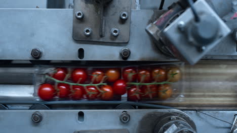 paquetes de plástico de tomate que se mueven por fábrica automatizada máquina moderna de cerca