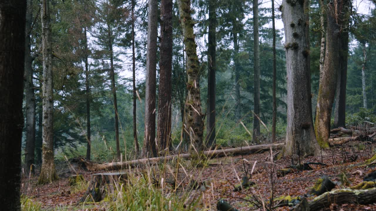 Skov i Storbritannien i vintersæsonen. Jævn, indledende panorering med kamera. Perfekt til etableringsbilleder i naturdokumentarer