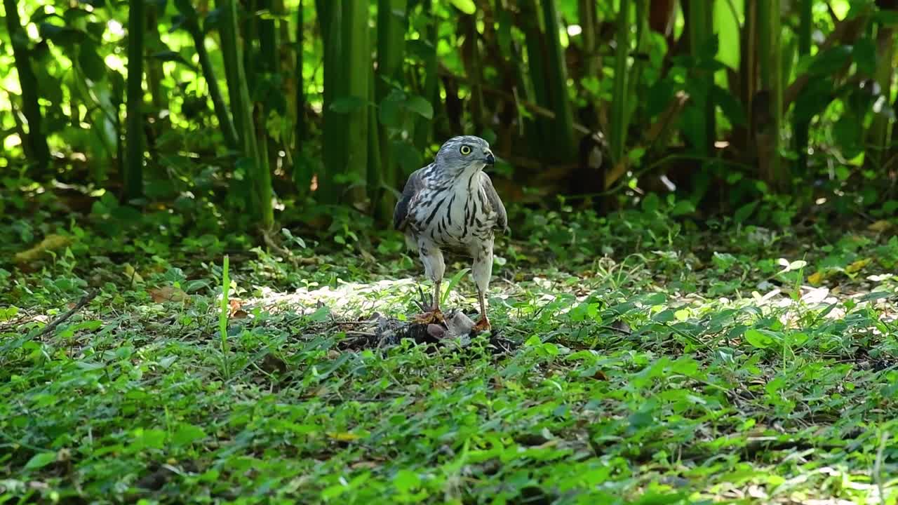 shikra alimentándose de otro pájaro en el suelo, esta ave de rapiña atrapó un pájaro para desayunar y estaba ocupado comiendo, luego se asustó y se fue