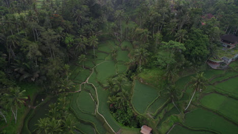 high angle drone tilt shot of terraced rice fields between palm trees in bali