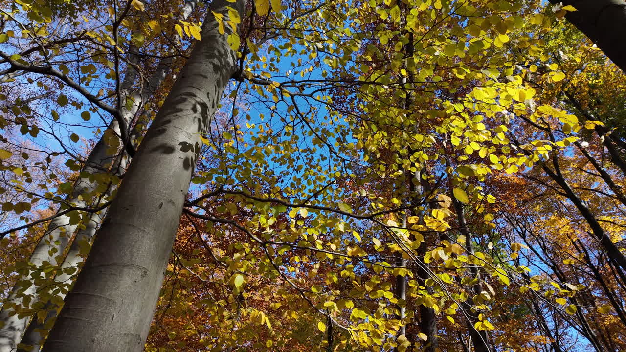 Autumn Leaves in Sunlit Forest with Blue Sky in Europe