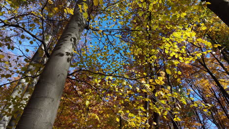 autumn leaves in sunlit forest with blue sky in europe