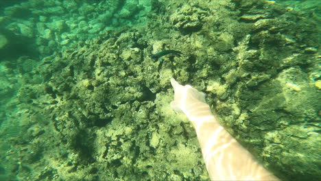 Underwater-Hand-Points-at-Clown-Fish-Swim-Around-Reef