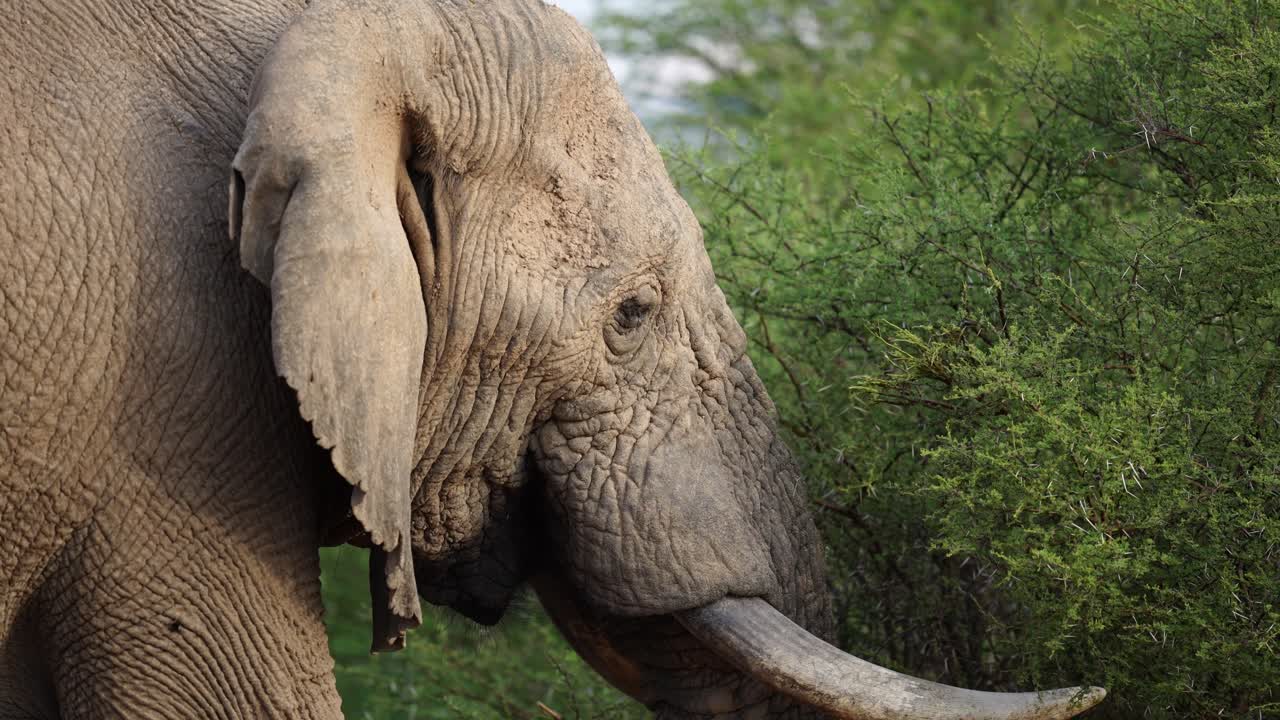 Elephant upclose, while eating african bush.