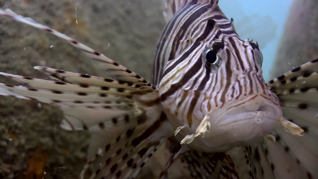 폐차장에서 라이언피시 6