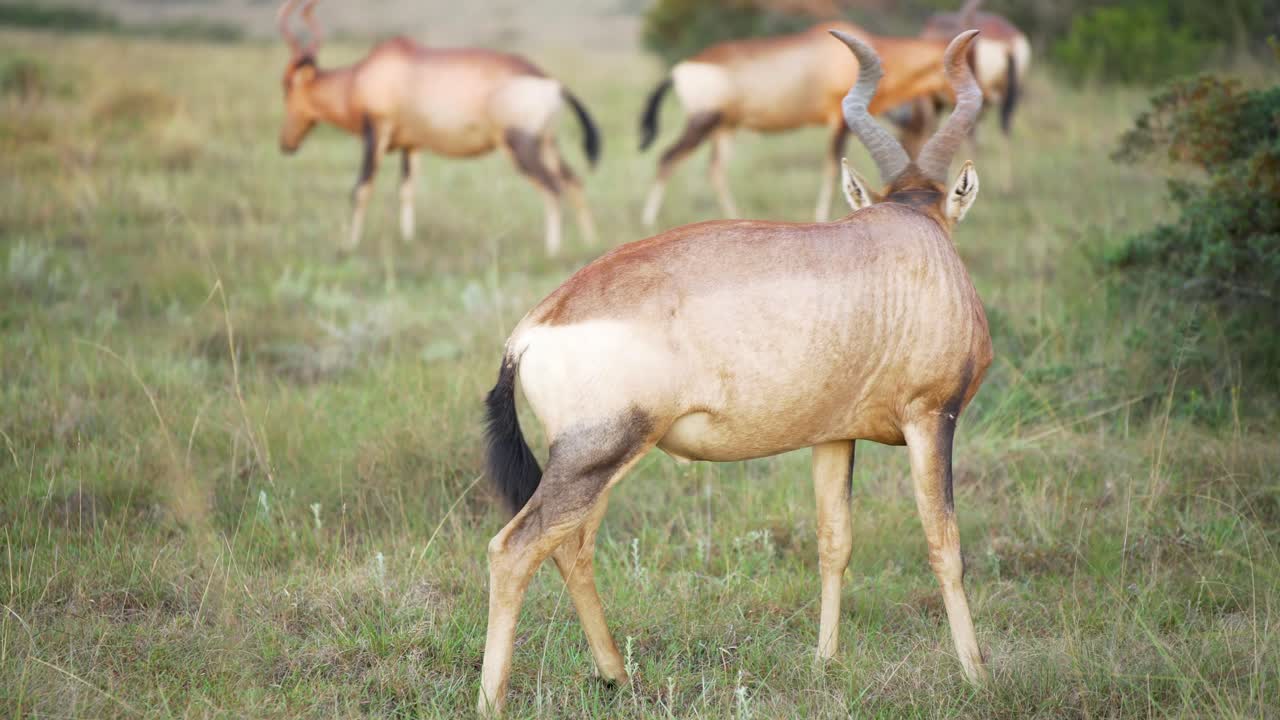 antílope limpiándose en sudáfrica