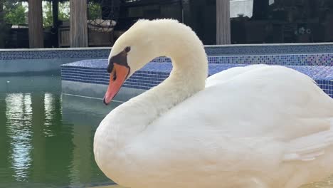 beautiful white swan, bird, animal