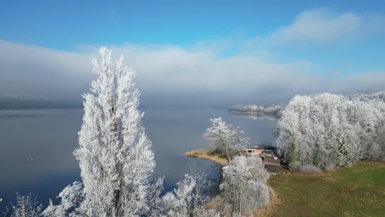 Flying close to a frost covered poplar tree over a lake in Switzerland.