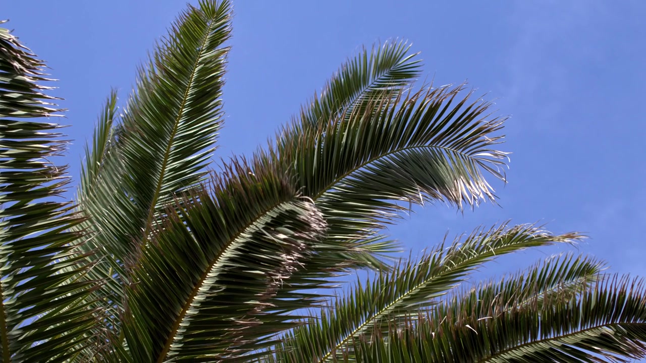 Palme e architettura mediterranea a Varigotti.