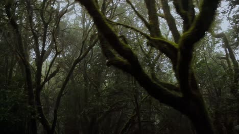 dramatic silhouette of an old dark forest in fog and smoke