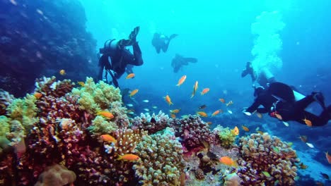 divers swimming over the hard and soft corals