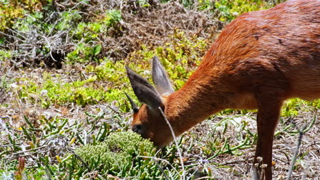 cape grysbok raphicerus melanotis foraging in coastal vegetation, telephoto