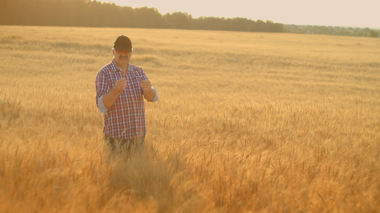 el agricultor adulto toma sus manos en las puntas de trigo y las examina mientras estudia al atardecer en una gorra en cámara lenta