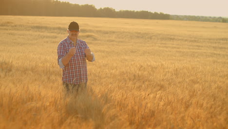 senior adult farmer takes his hands on the wheat spikes and examines them while studying at sunset in a cap in slow motion