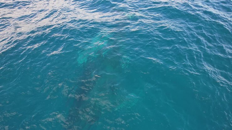 Oceano blu con balene megattere sott'acqua nel NSW, Australia - ripresa aerea