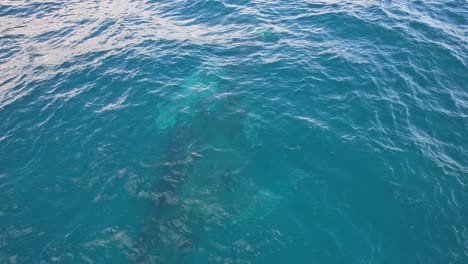 Blue-Ocean-With-Humpback-Whales-Underwater-In-NSW,-Australia---aerial-shot