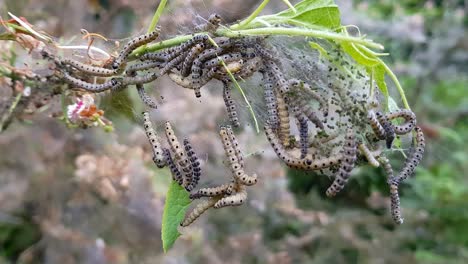 Nesting-web-of-ermine-moth-caterpillars,-yponomeutidae,-hanging-from-the-branches-of-a-tree