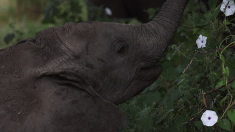 Elefante-Bebé-Comiendo-Hojas-De-Una-Vid-Con-Flores-En-Tanzania,-áfrica