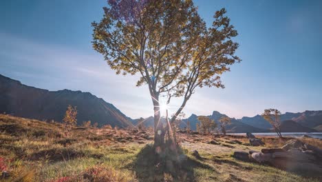 a solitary tree backlit by the bright sun on the shore of the fjord is surrounded by the autumn landscape