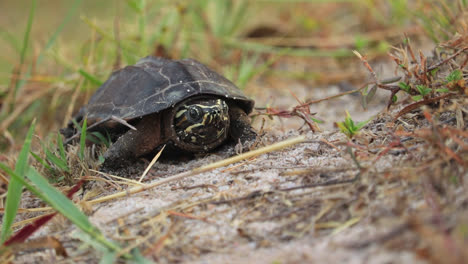 Tortuga-Que-Come-Caracoles-Del-Mekong-Sobre-Terreno-Cubierto-De-Hierba-En-Tailandia