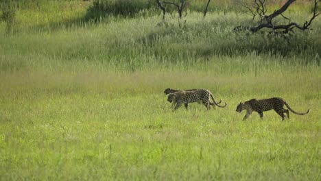 toma amplia de una hembra de leopardo y sus dos cachorros caminando por el encuadre en el exuberante paisaje verde del parque transfronterizo kgalagadi