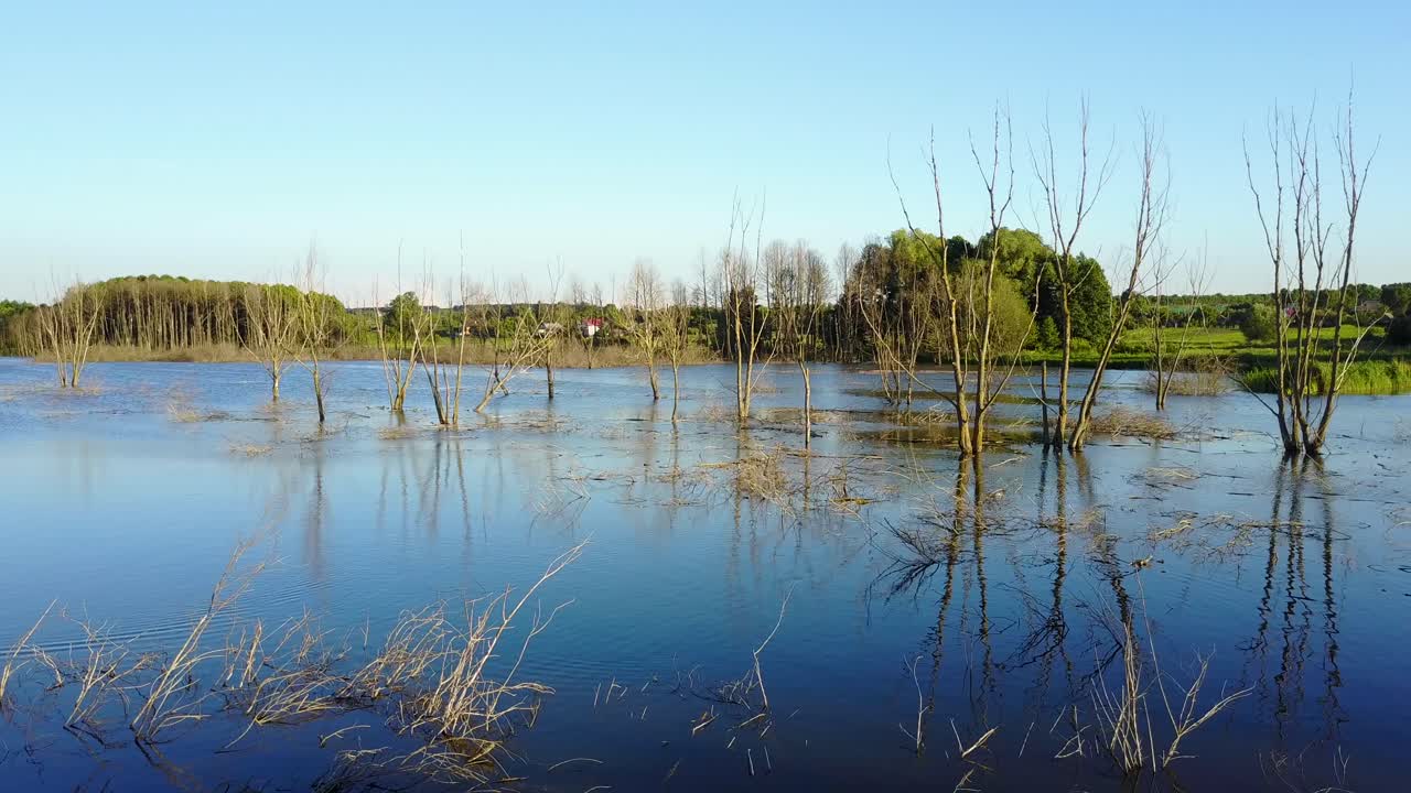 Dead Trees In The Reservoir. Aerial shot of the dead trees on a water dam in the evening light