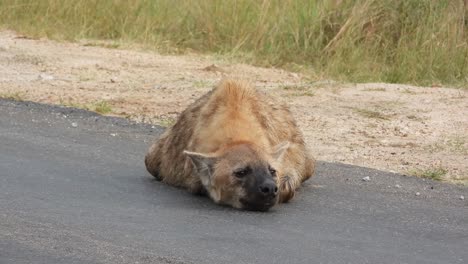 Hyena-lying-on-roadway,-Kruger-National-Park,-South-Africa