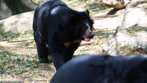 oso negro en un bosque