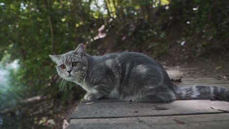 A-cat-is-looking-at-the-water-on-a-lake-on-a-bridge-in-a-forest,-Montpllier---France