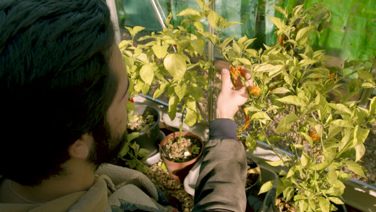 그의 그린 하우스 높은 각도에서 그의 칠리 식물에 체크 hipster 남성