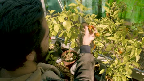 hombre hipster revisando sus plantas de chile en su ángulo alto de la casa verde