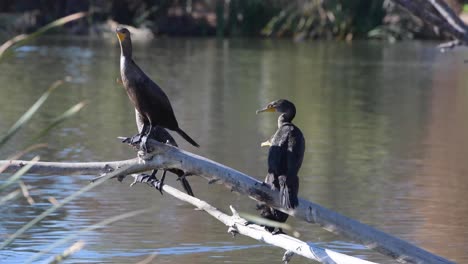 cormoranes de doble cresta posados en la rama de un árbol