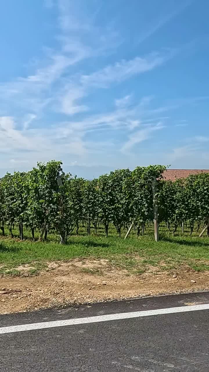 은 하늘과 도로로 포도의 풍경