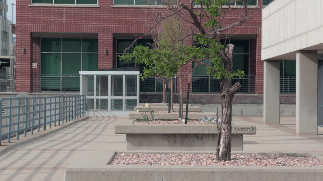 Toma fija de plantas de patio moviéndose suavemente con un edificio moderno de fondo.