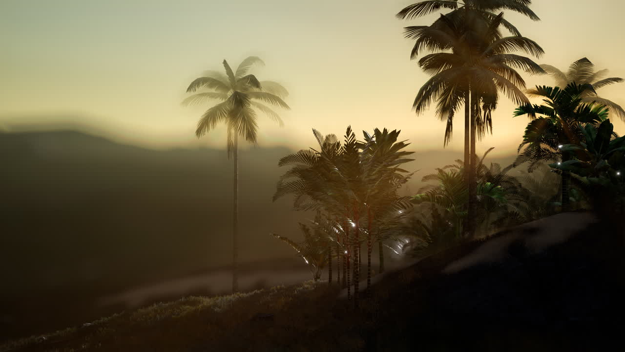 vista de las palmeras en la niebla