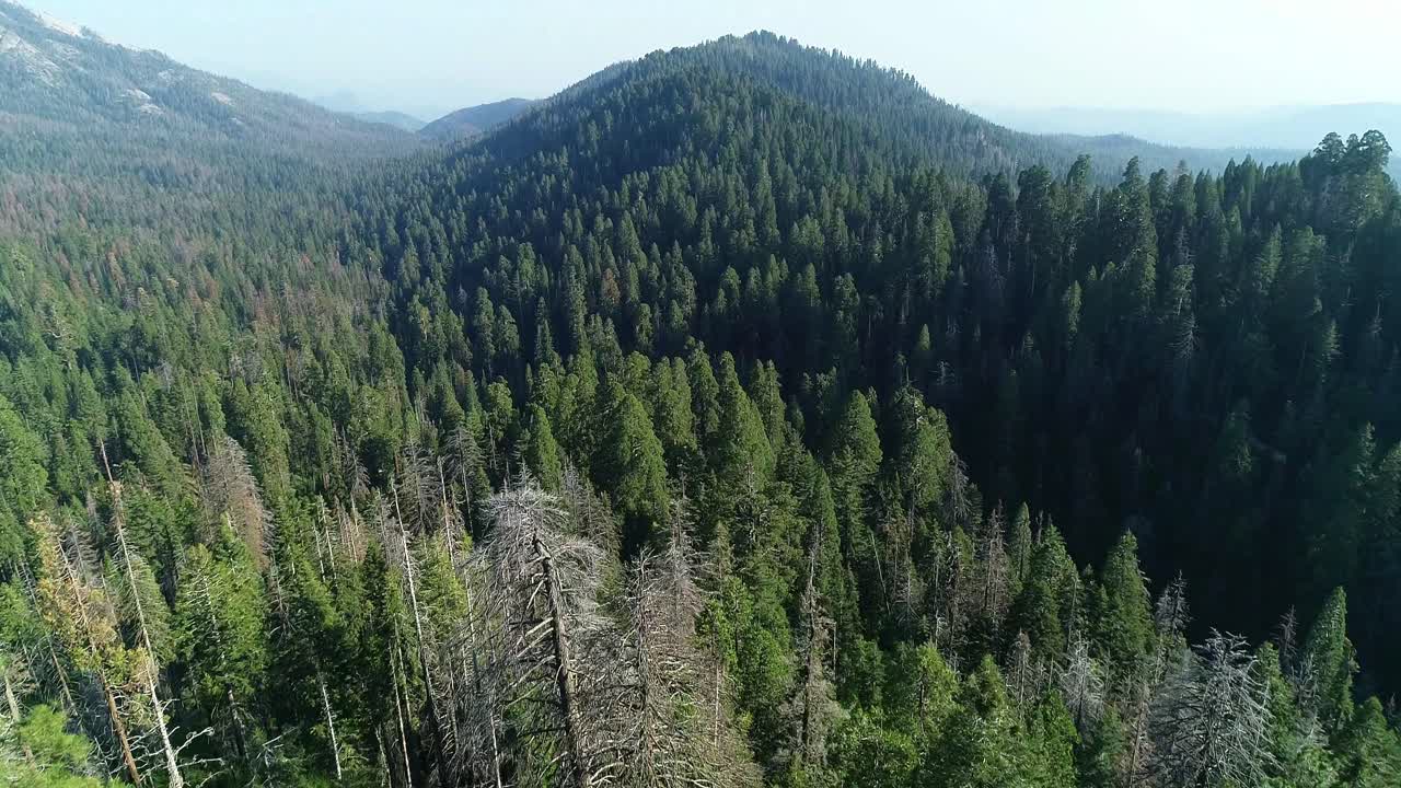 Flying over trees in national sequoia forest