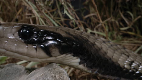 cobra de agua falsa en estado salvaje se desliza más allá de la cámara