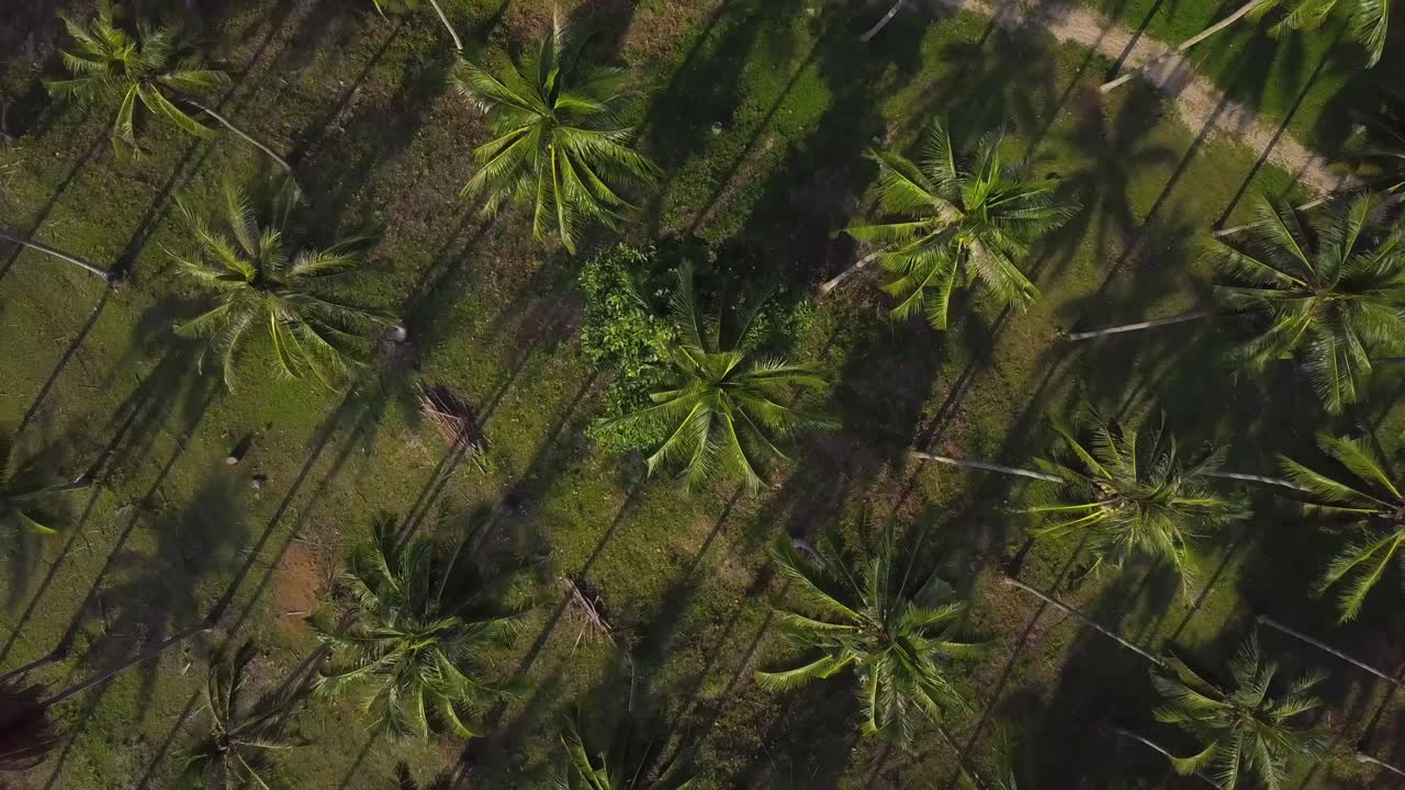 Air flight over a coconut plantation on a tropical island