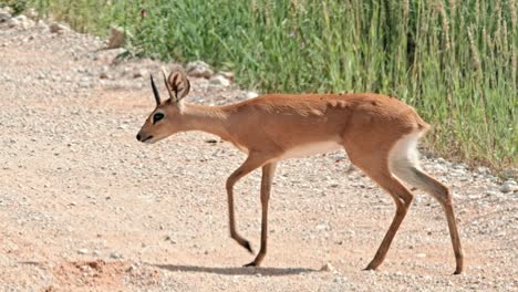 a small steenbok antelope walking across a road in the kalahari national park of south africa