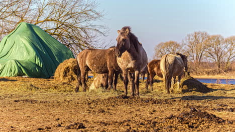 Shaggy-horses-on-farm-standing-in-wind-and-feeding-on-hay