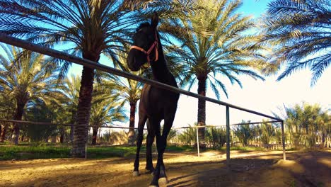 Caballo-Enfermo-En-Un-Paddock